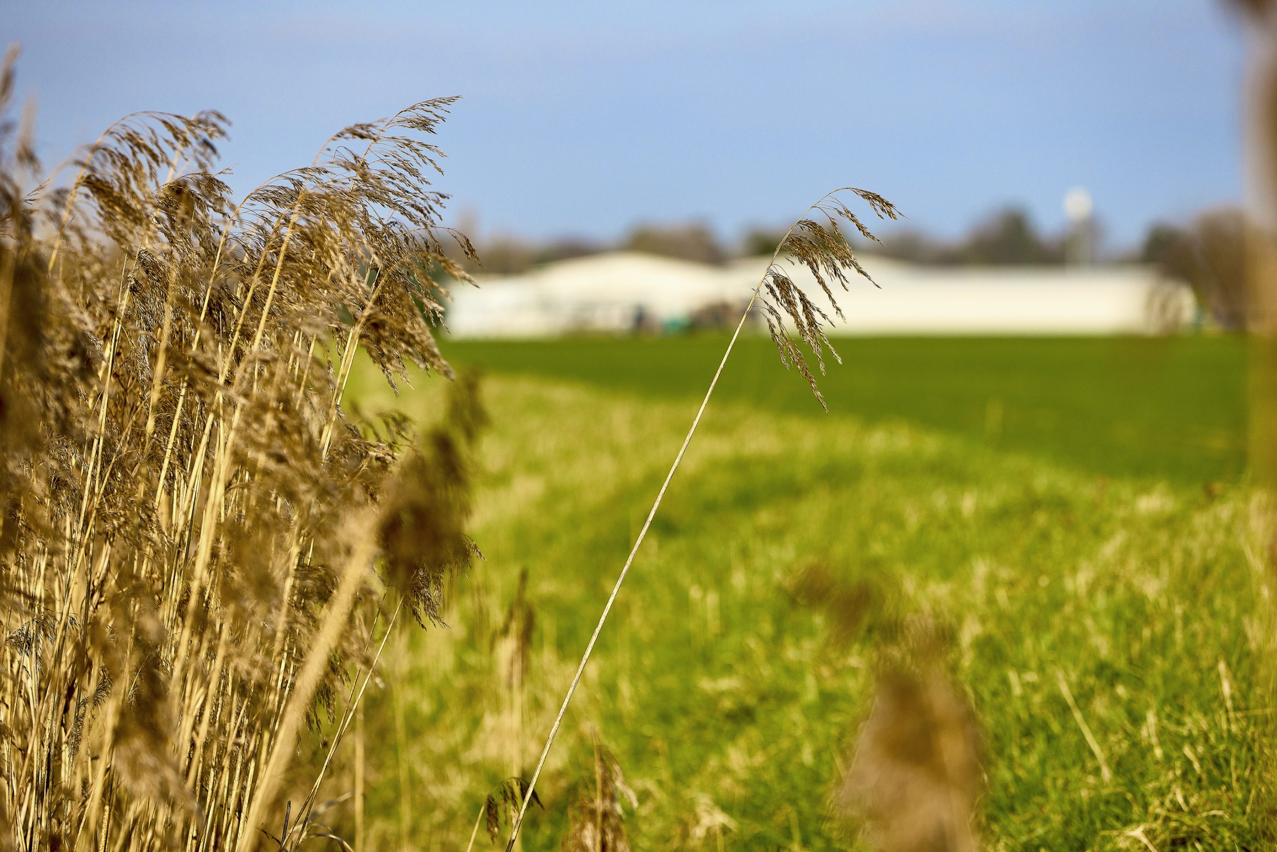 Wide shot of the site, with crops in the foreground